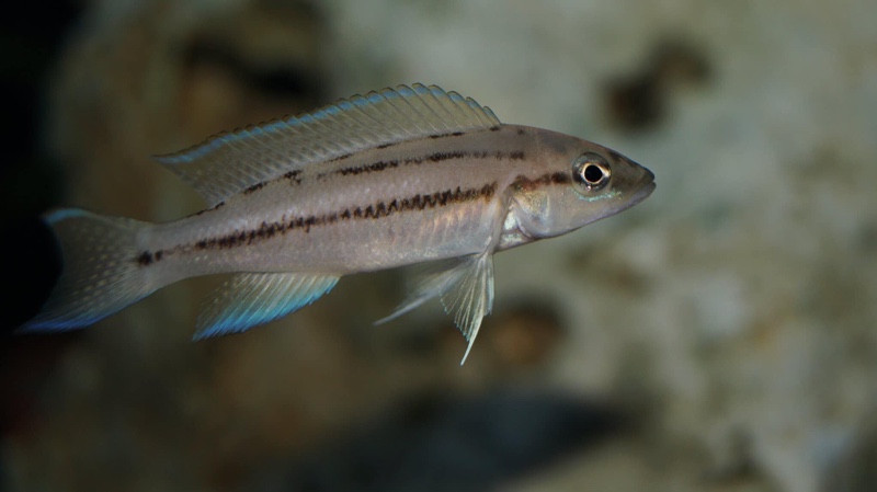 Neolamprologus longicaudatus 'Bilila (Kavala) Island'